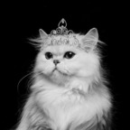 kitty-queen OnlyFans Leaks 

 profile picture