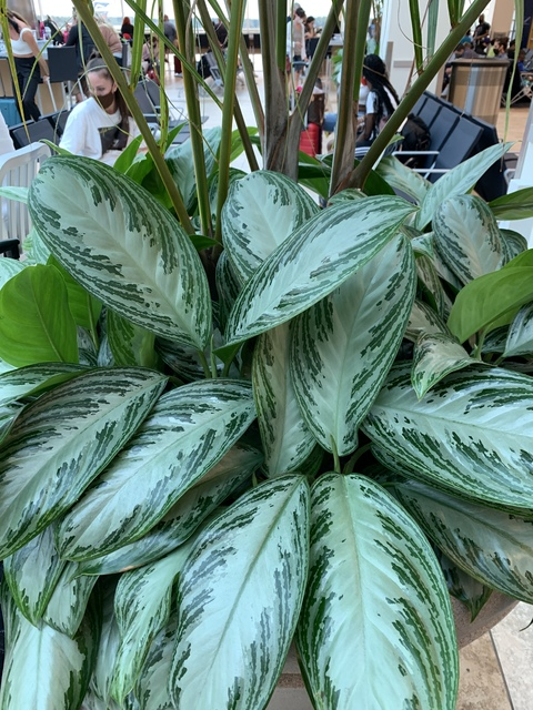 onlyplants2 leaked gallery photo 2