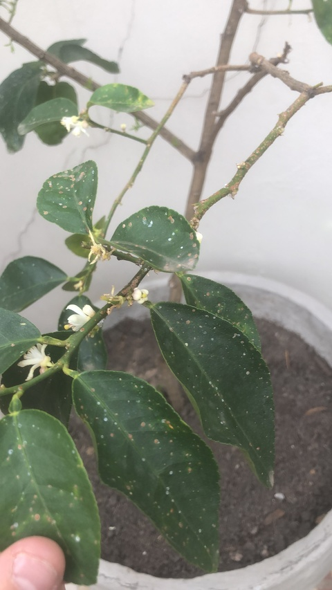 suggarboy41 leaked gallery photo 2
